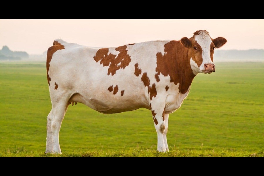 Cow killed in tiger attack, two more seriously